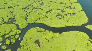 Mangrove ormanının ve nehrin havadan görünüşü.