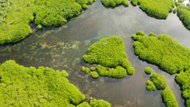Mangrove ormanının ve nehrin havadan görünüşü.
