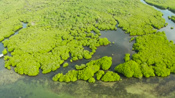 Vista aérea del bosque de manglares y el río. — Vídeos de Stock