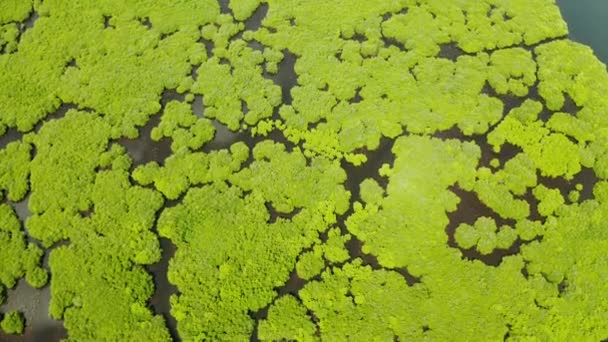 Vista aérea del bosque de manglares y el río. — Vídeos de Stock