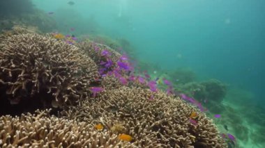 Mercan resifi ve tropikal balıklar su altında. Camiguin, Filipinler