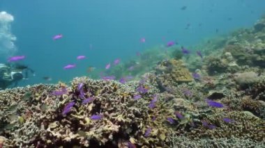 Suyun altında balıklı mercan kayalıkları. Camiguin, Filipinler