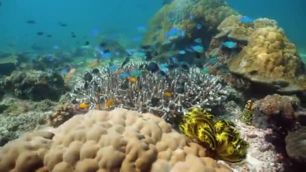 Recifes de coral com peixes subaquáticos. Camiguin, Filipinas — Vídeo de Stock