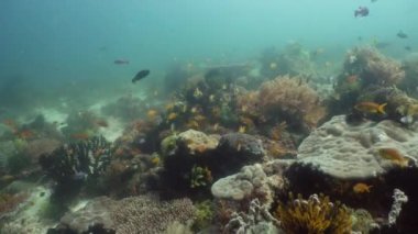 Mercan resiflerinin sualtı dünyası.