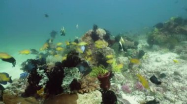 Suyun altında balıklı mercan kayalıkları. Camiguin, Filipinler