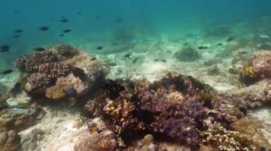 Mercan resiflerinin sualtı dünyası.