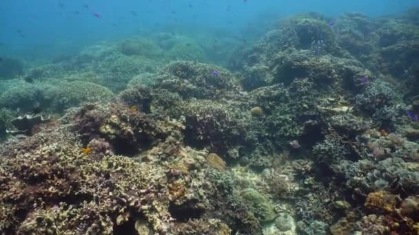 Récif corallien avec poissons sous-marins. Camiguin, Philippines — Video