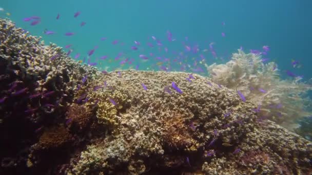 Korallrev och tropisk fisk. Camiguin, Filippinerna — Stockvideo