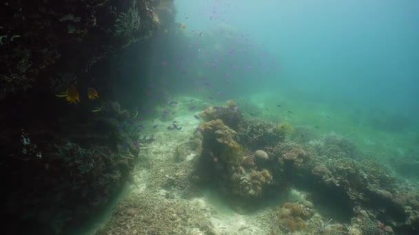 Korallzátony halakkal a víz alatt. Camiguin, Fülöp-szigetek — Stock videók