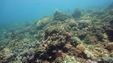 Mercan kayalıkları ve tropikal balıklar. Camiguin, Filipinler