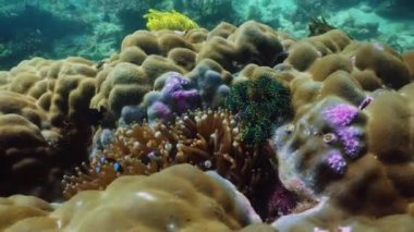Mercan Resifi ve Balıklar Su Altında.