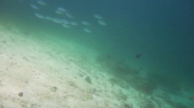Suyun altında balıklı mercan kayalıkları. Camiguin, Filipinler