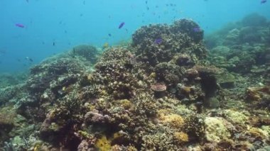 Mercan resifi ve tropikal balıklar su altında. Camiguin, Filipinler