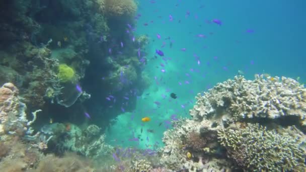 Barriera corallina con pesci sott'acqua. Camiguin, Filippine — Video Stock