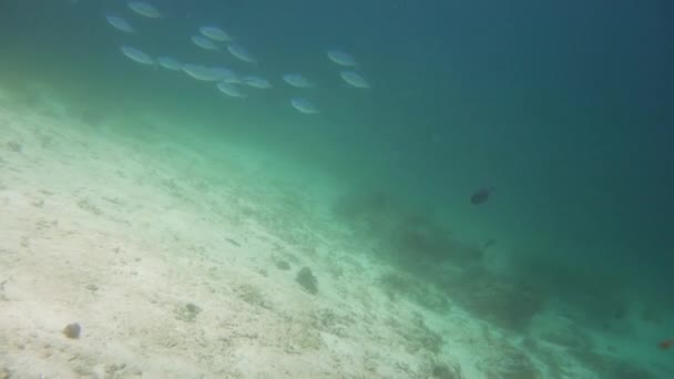 Arrecife de coral con peces bajo el agua. Camiguin, Filipinas — Vídeos de Stock