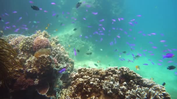 Arrecife de coral y peces tropicales bajo el agua. Camiguin, Filipinas — Vídeo de stock