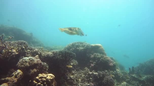 산호초 의수중 세계. — 비디오
