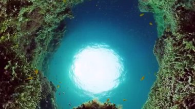 Mercan kayalıkları ve tropikal balıklar. Bohol, Filipinler.