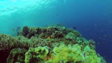 Mercan kayalıkları ve tropikal balıklar. Bohol, Filipinler.