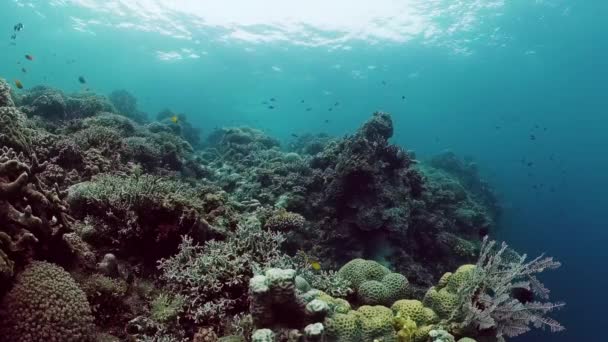 O mundo subaquático de um recife de coral. Panglao, Filipinas. — Vídeo de Stock