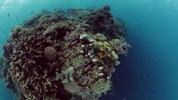 Κοραλλιογενής ύφαλος με ψάρια. Bohol, Φιλιππίνες. — Αρχείο Βίντεο