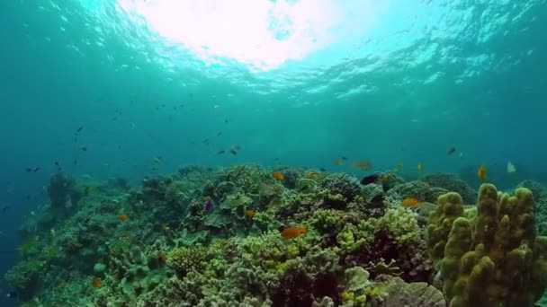 Barriera corallina e pesce tropicale. Bohol, Filippine. — Video Stock