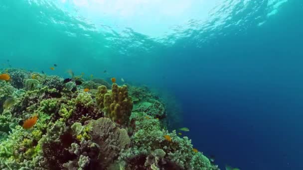 Den undersøiske verden af et koralrev. Panglao, Filippinerne. – Stock-video