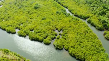 Mangrove ormanının ve nehrin havadan görünüşü.