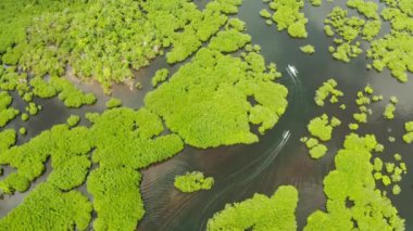 Mangrove ormanının ve nehrin havadan görünüşü.
