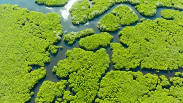 Vista aérea del bosque de manglares y el río. — Vídeos de Stock