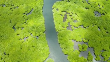 Mangrove ormanının ve nehrin havadan görünüşü.