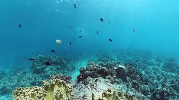 Mercan resifi ve tropikal balıklar su altında. Bohol, Panglao, Filipinler.