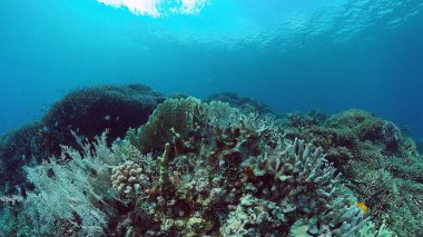 Mercan kayalıkları ve tropikal balıklar. Bohol, Filipinler.