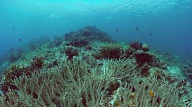 Mercan resifi ve tropikal balıklar su altında. Panglao, Filipinler.