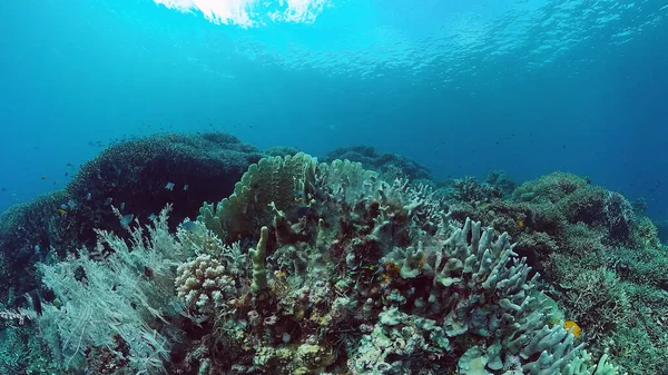 Mercan kayalıkları ve tropikal balıklar. Bohol, Filipinler.