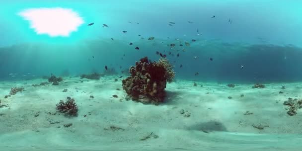 Koraalrif en tropische vissen onder water. Filippijnen. 360 graden uitzicht. — Stockvideo