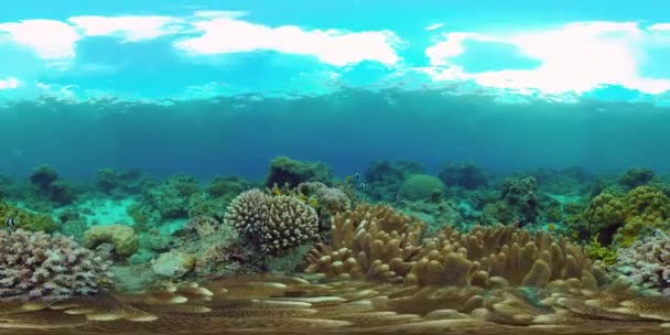 Mercan kayalıkları ve tropikal balıklar. Filipinler. 360 Derece Görünüm. — Stok video