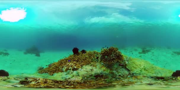 Korálové útesy a tropické ryby. Filipíny. 360-stupňové zobrazení. — Stock video
