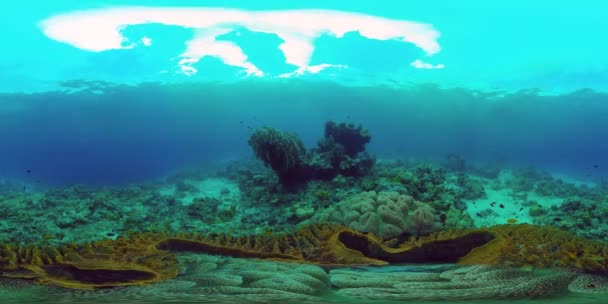 Arrecife de coral y peces tropicales. Filipinas. Vista de 360 grados. — Vídeo de stock