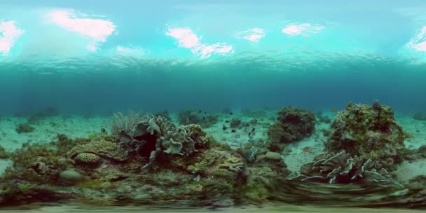 Arrecife de coral y peces tropicales. Filipinas. Vista de 360 grados. — Vídeos de Stock
