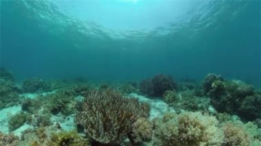 Suyun altında balıklı mercan kayalıkları. Filipinler.
