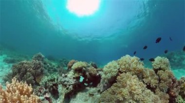 Mercan kayalıkları ve tropikal balıklar. Filipinler.