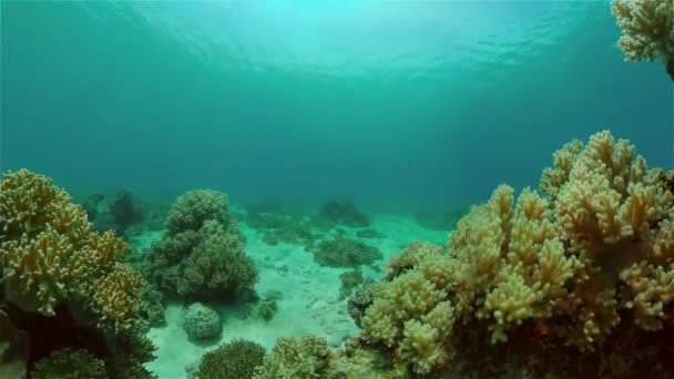 Кораловий риф і тропічна риба під водою. Філіппіни. — стокове відео