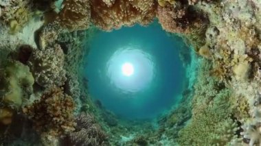 Mercan resiflerinin sualtı dünyası. Filipinler.