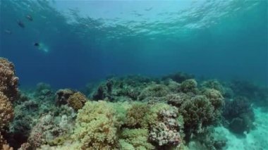 Mercan kayalıkları ve tropikal balıklar. Filipinler.