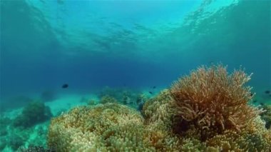 Mercan resifi ve tropikal balıklar su altında. Filipinler.