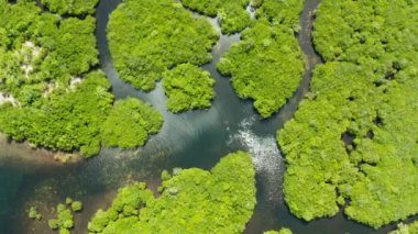 Mangrove ormanının ve nehrin havadan görünüşü.