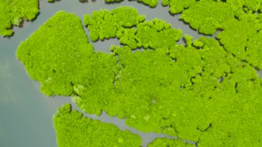 Mangrove ormanının ve nehrin havadan görünüşü.