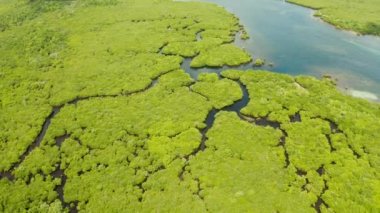 Mangrove ormanının ve nehrin havadan görünüşü.