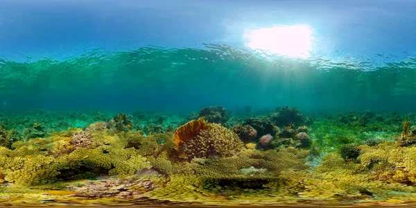 The underwater world of a coral reef. Philippines. Virtual Reality 360